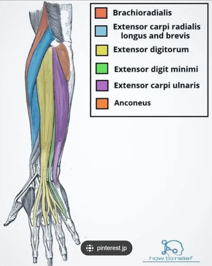 <p>Brachioradialis</p>