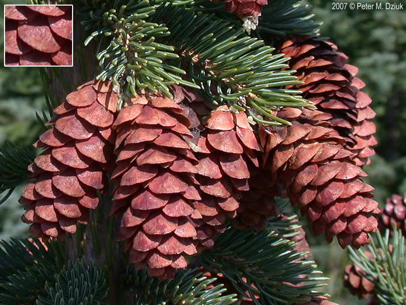 <p>white spruce, Picea glauca, Pinaceae</p>