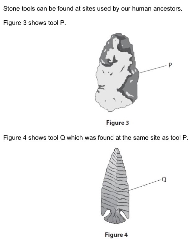 <p>A scientist stated that tool Q was made by a more evolved human ancestor than tool P. Suggest why.</p>