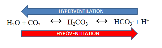 <p>- ventilation rates control pH balance (increased ventilation removes CO2)</p><p>- hyperventilation drives reaction to the left (decreased H+, increaesd pH)</p><p>- hypoventilation drives reaction to the right (increased H+, decreased pH)</p><p>.</p><p>- we would call abnormal loss of CO2 respiratory alkalosis since its coming form respiratory and its alkalopsis</p><p>- respiratory acidosis is more profound then alkalosis since there is a stimulus to breathe when CO2 is high but no stimulus when its low</p>