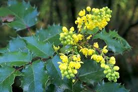 <p><span>Mahonia aquifolia cv. / Oregon Grape</span></p>