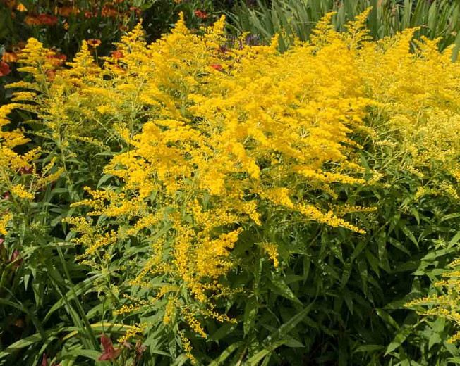 Goldenrod:

yellow cluster  flower, tall stacks, pointed leaves