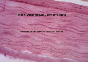 <p>Dense connective tissue</p>