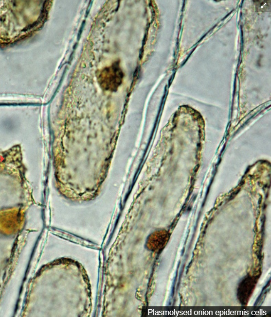 <p>If you place a plant cell in a hypotonic solution, water will move into the plant cell, which accumulates and increases the internal Turgor Pressure of the cell. The cell wall is the only thing preventing it from bursting and maintains its shape; However, the plant cell does become turgid, meaning swollen, firm, and rigid because of water intake.<br><br><br>If you place a plant cell in a hypertonic solution, water will move out of the cell, and the cell membrane will shrink away from the cell wall through a process called Plasmolysis. This means the plant cell will shrink and lose turgor pressure, potentially permanently damaging the cell.</p>