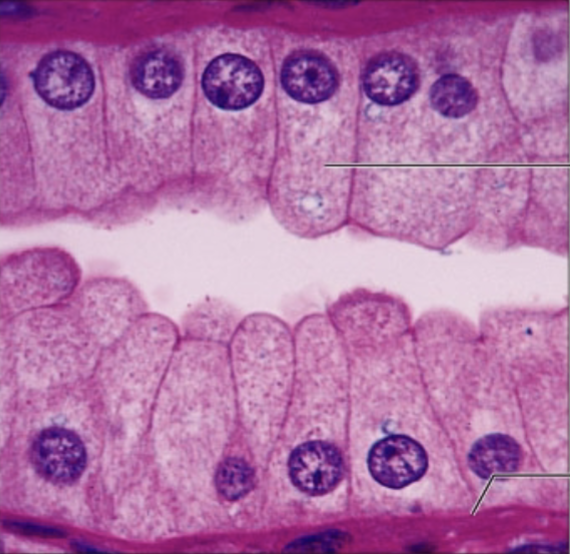 <p>what tissue is this</p>