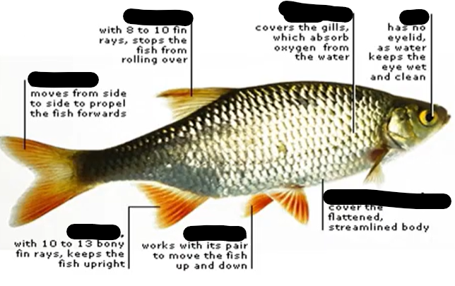 <p>parts of fish</p>