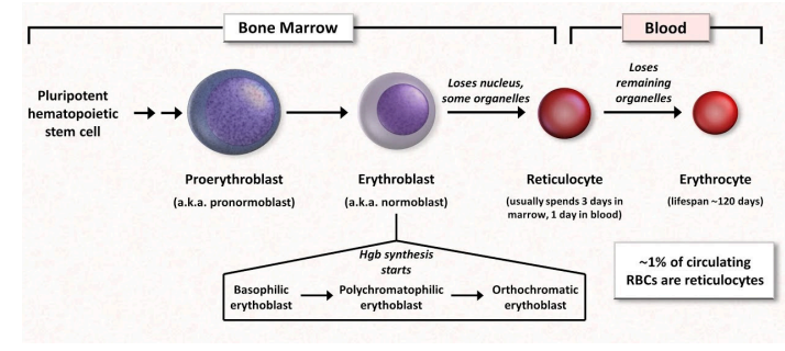 <p><span data-name="microscope" data-type="emoji">🔬</span> <strong>Erythropoiesis Process</strong> (RBC production and maturation)</p>