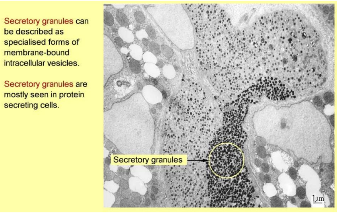 <ul><li><p>intracellular vesicles</p></li><li><p>seen in protein secreting cells</p></li></ul><p></p>
