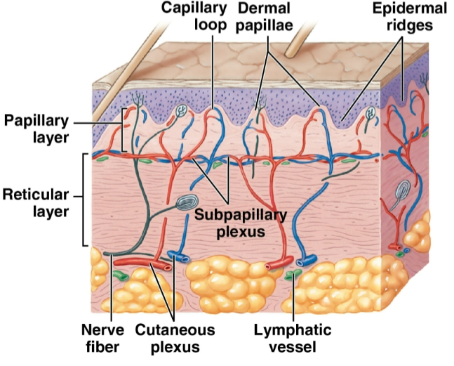<ol><li><p><strong>Papillary layer</strong></p><ul><li><p>named for dermal papillae in this region</p></li><li><p>composed of areolar tissue</p></li><li><p>contains capillaries, lymphatic vessels, &amp; sensory neurons</p></li></ul></li><li><p><strong>Reticular layer</strong></p><ul><li><p>interwoven meshwork of dense, irregular connective tissue w/ collagen &amp; elastic fibers</p></li><li><p>contains <span data-name="drop_of_blood" data-type="emoji">🩸</span> vessels, lymphatic vessels, nerve fibers, &amp; accessory organs (hair follicles, sweat glands)</p></li></ul></li><li><p><strong>Subcutaneous layer </strong>(not part of skin)</p><ul><li><p>separates skin from deeper structures</p></li><li><p>dominated by adipose tissue</p><ul><li><p>important energy storage site</p></li></ul></li></ul></li></ol><p></p>