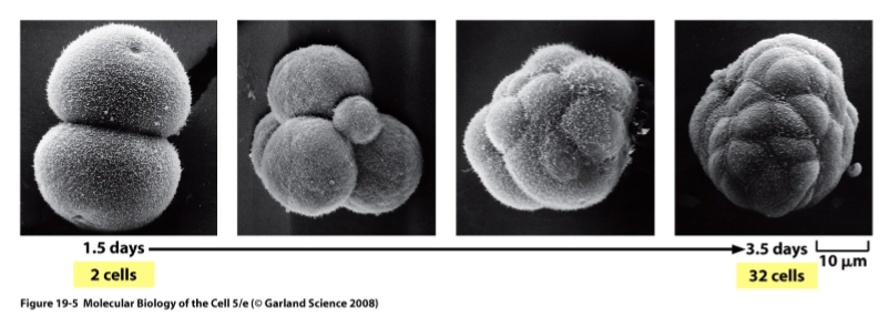 <p>during early embryonic development </p>