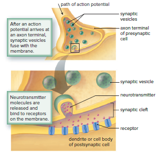 Synapse structure and function.