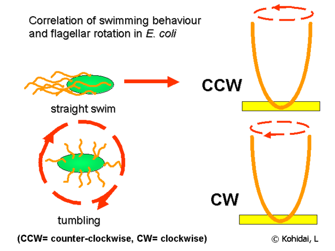 <ul><li><p>Runs: flagella rotates counterclockwise wise for straight “runs”</p></li><li><p>Tumbles: Flagella rotates clockwise to “tumble” and enable movement</p></li></ul><p></p>