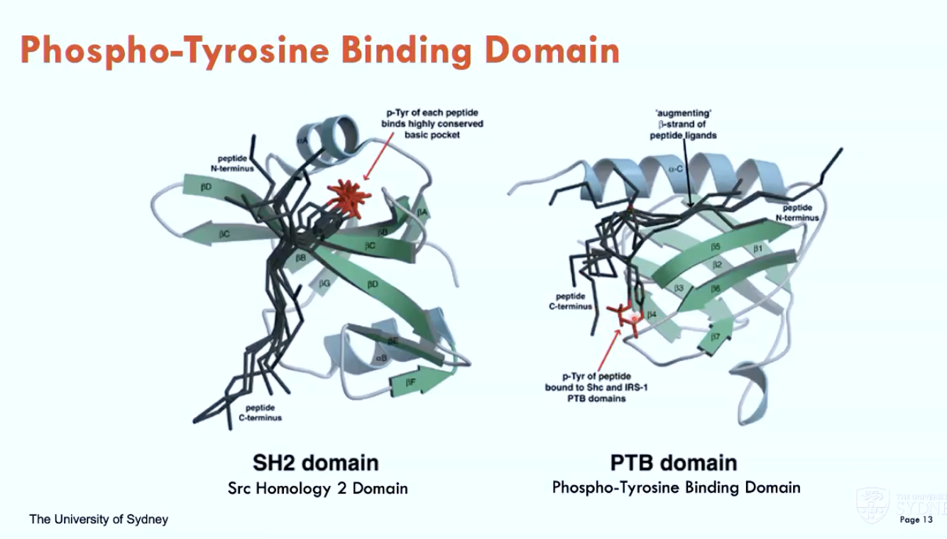 <ol><li><p>SH2 domain (Src Homology 2)</p></li><li><p>PTB domain (phospho-tyrosine binding)</p></li></ol><p></p>