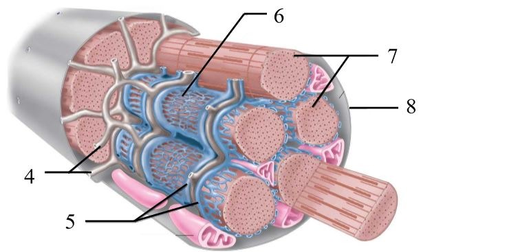 <p>What structure does #4 indicate?</p>