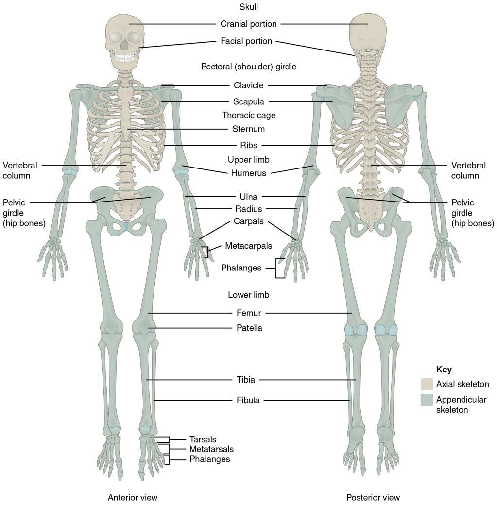 <p>Axial Skeleton</p>