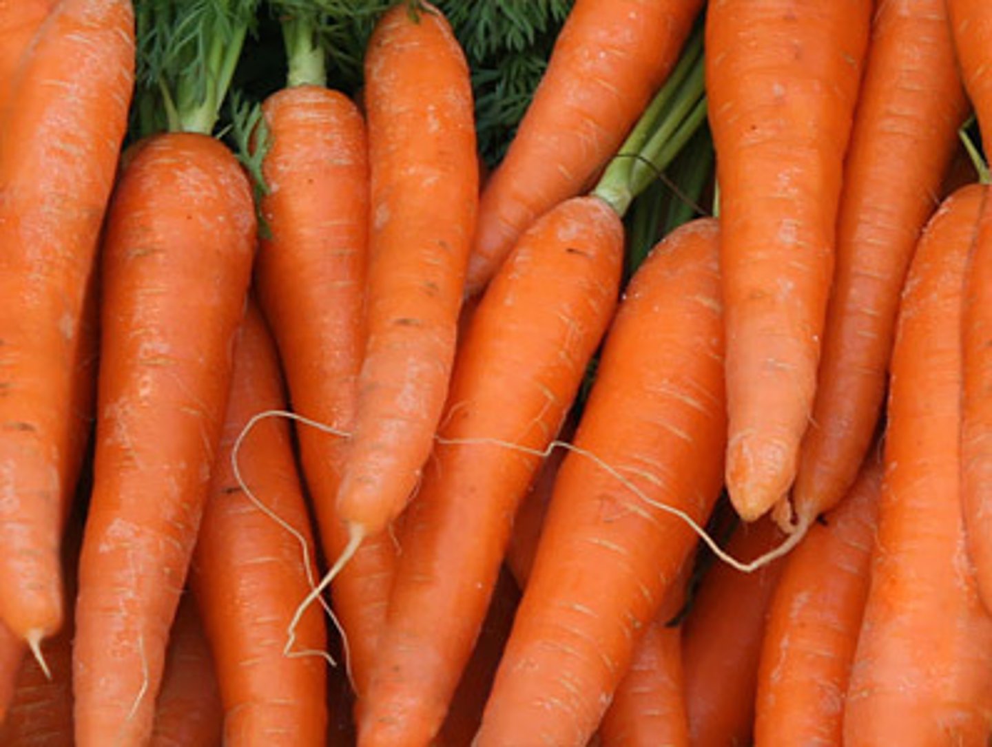<p>carrot</p>