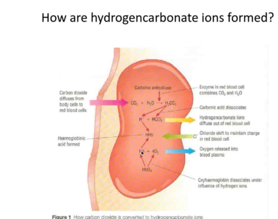 <p>•Carbon dioxide diffuses from cells into body •Fuses with water and uses enzyme carbonic anyhydrase to form carbonic acid •carbonic acid dissociate into H+ ion and HCO3- ion (That is how 85% is transported around body) •HCO3 diffuses out of cell and chloride ions shift in to balance negative charge</p>