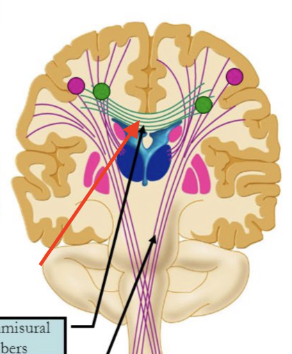 <p>found in layer III; found in homologous (same) areas of right and left hemisphere and crosses hemispheres</p>