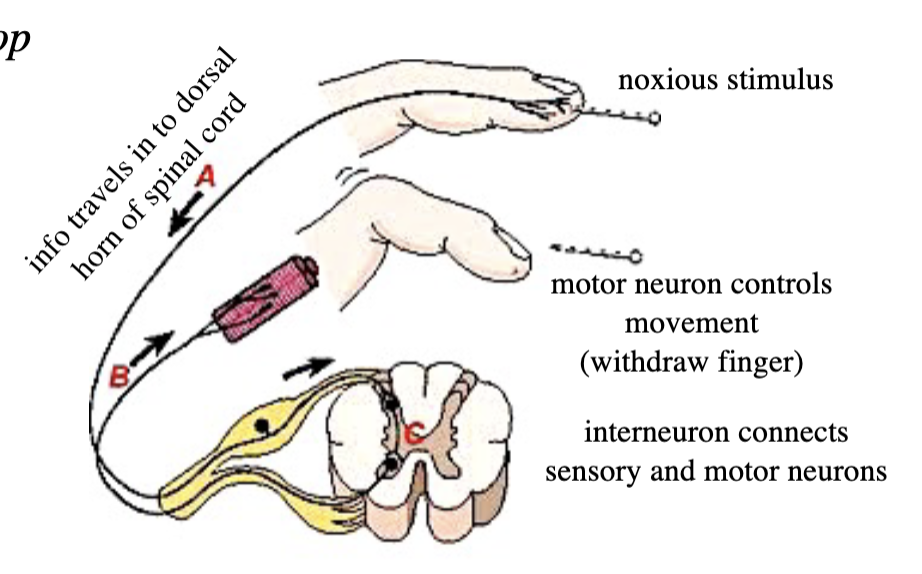 <ol><li><p>noxious stimulus</p></li><li><p>info travels in to dorsal horn of spinal cord</p></li><li><p>interneuron connects sensory and motor neurons</p></li><li><p>motor neuron controls movement (ex. withdraw finger)</p></li></ol><ul><li><p>spinothalamic and dorsal column-medial lemniscal pathways contain neurons that participate</p></li></ul><p></p>