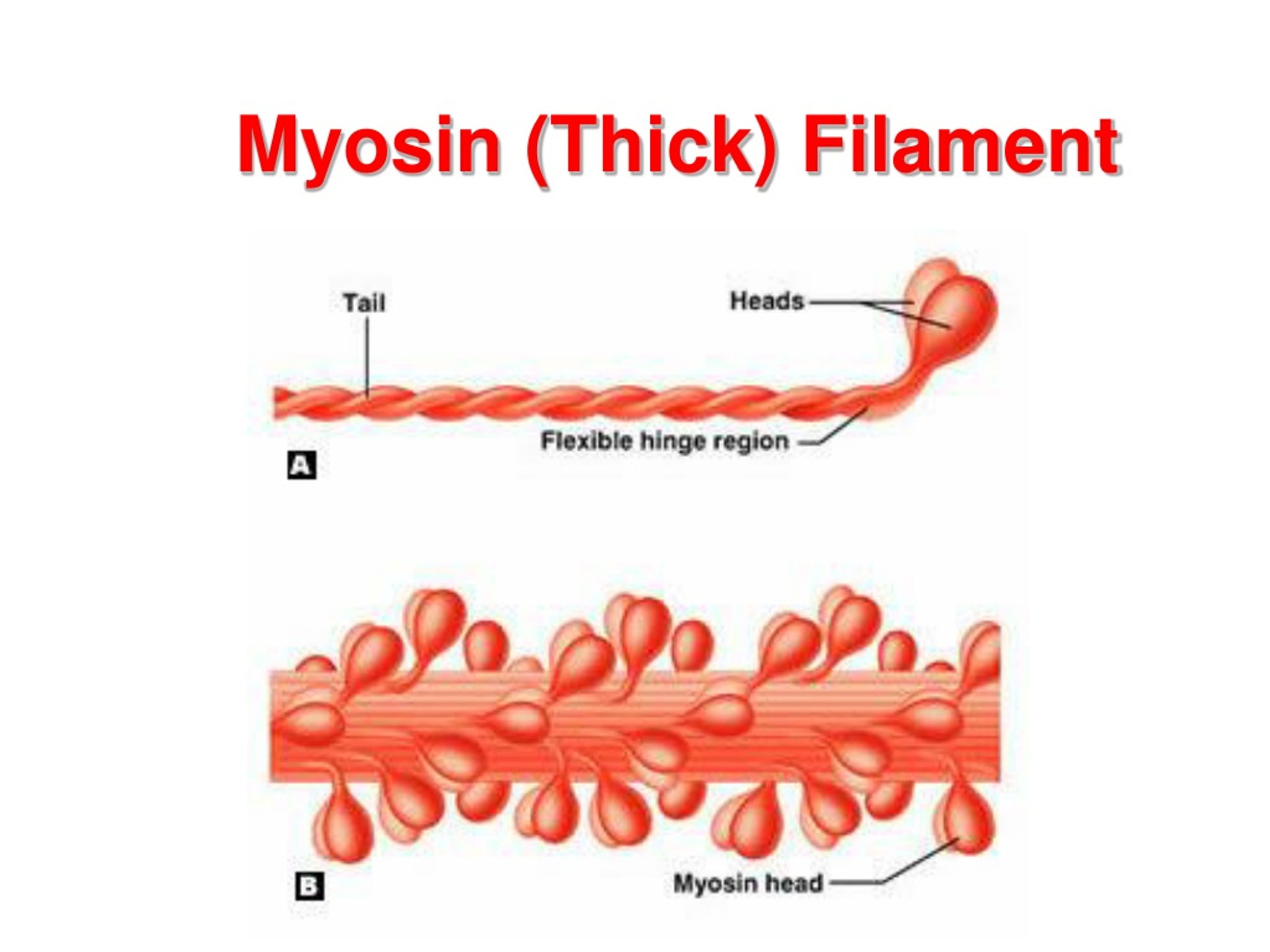 <p>Myosin (Thick) Filament</p>