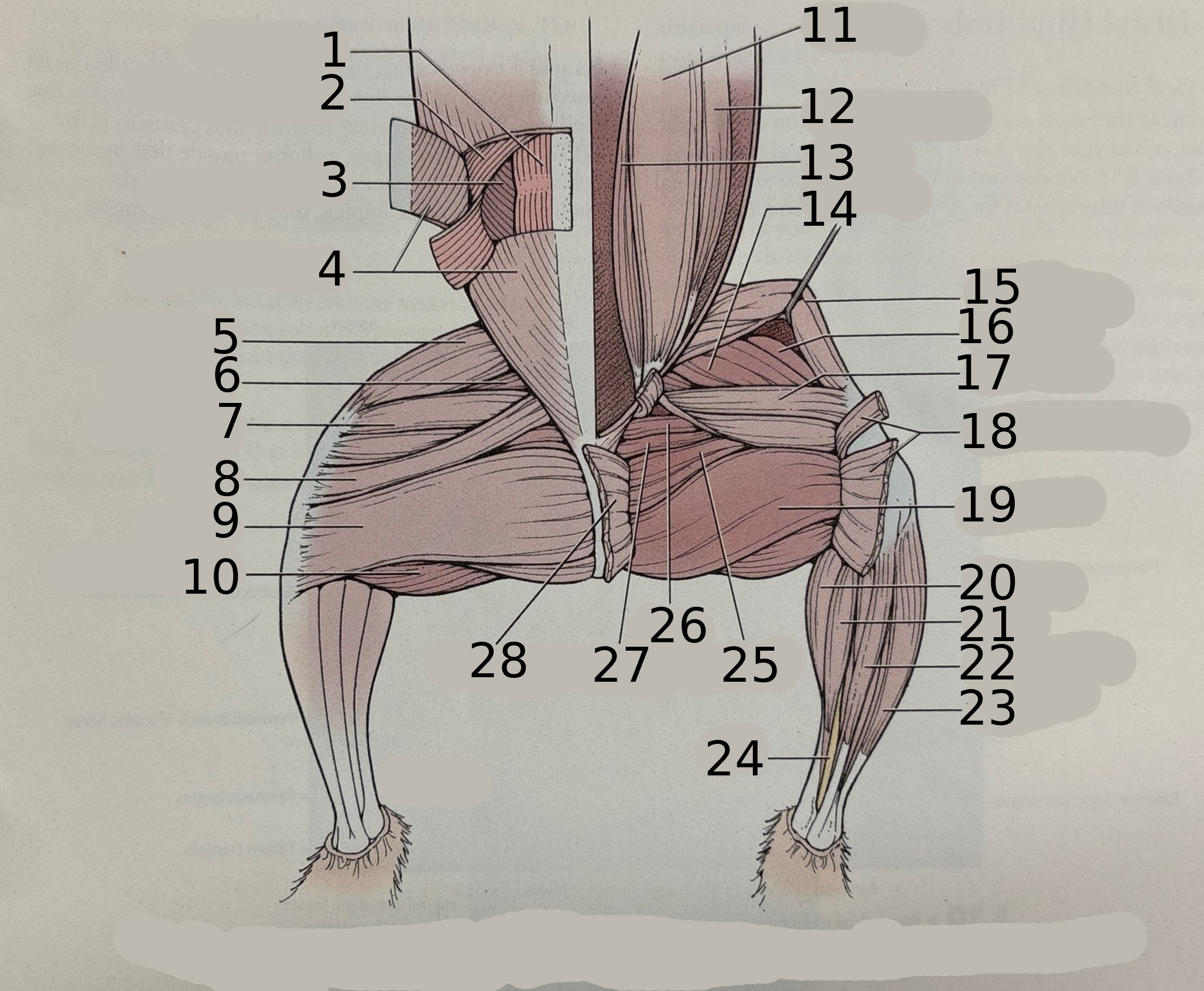 <p>26</p>