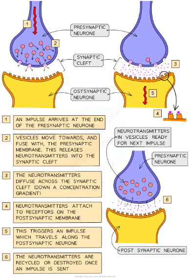 <ul><li><p>The <strong>gap between two neurons</strong> is called the <strong>synaptic cleft/synapse</strong></p></li><li><p>When the electrical signal within a neuron reaches the axon terminal of that neuron, <strong>neurotransmitters<em> </em></strong><em>(chemicals)</em> <strong>are released from vesicles and cross over the synapse</strong>, where they are <strong>taken up by receptors in the dendrites</strong> of other neurons <em>(converted back to an electrical signal)</em></p></li><li><p><strong>Signals within neurons</strong> are transmitted <strong>electrically</strong> </p></li><li><p><strong>Signals between neurons</strong> are transmitted <strong>chemically</strong></p></li><li><p>Neurotransmitters can have either<strong> excitatory or inhibitory effects</strong></p></li></ul><p></p>