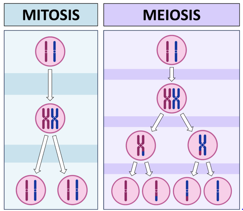 <p><span style="background-color: transparent;"><span>The parallel behavior between chromosomes during meiosis and Mendel’s hypothetical genes provided strong evidence for the chromosomal theory of inheritance, which states that genes are located on chromosomes</span></span></p><ul><li><p><span style="background-color: transparent;"><span>Mitosis produces 2 identical daughter cells, each with 46 chromosomes, from one parent cell with 46 chromosomes</span></span></p></li><li><p><span style="background-color: transparent;"><span>Meiosis produces four haploid daughter cells (gametes) that each have half the number of chromosomes as the original diploid cell (23 chromosomes)</span></span></p></li></ul><p></p>
