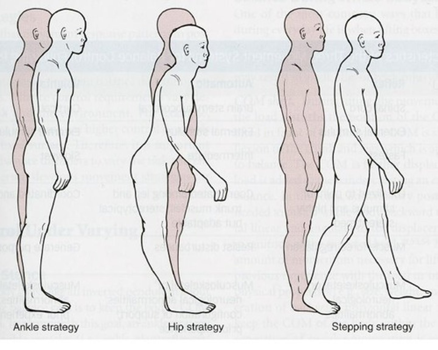 <p>Quiet stance &amp; small perturbations (slow on large firm surface); activation typically distal to proximal; requires 5-10° of ankle DF; fair to good strength in ankle DF and PF.</p>