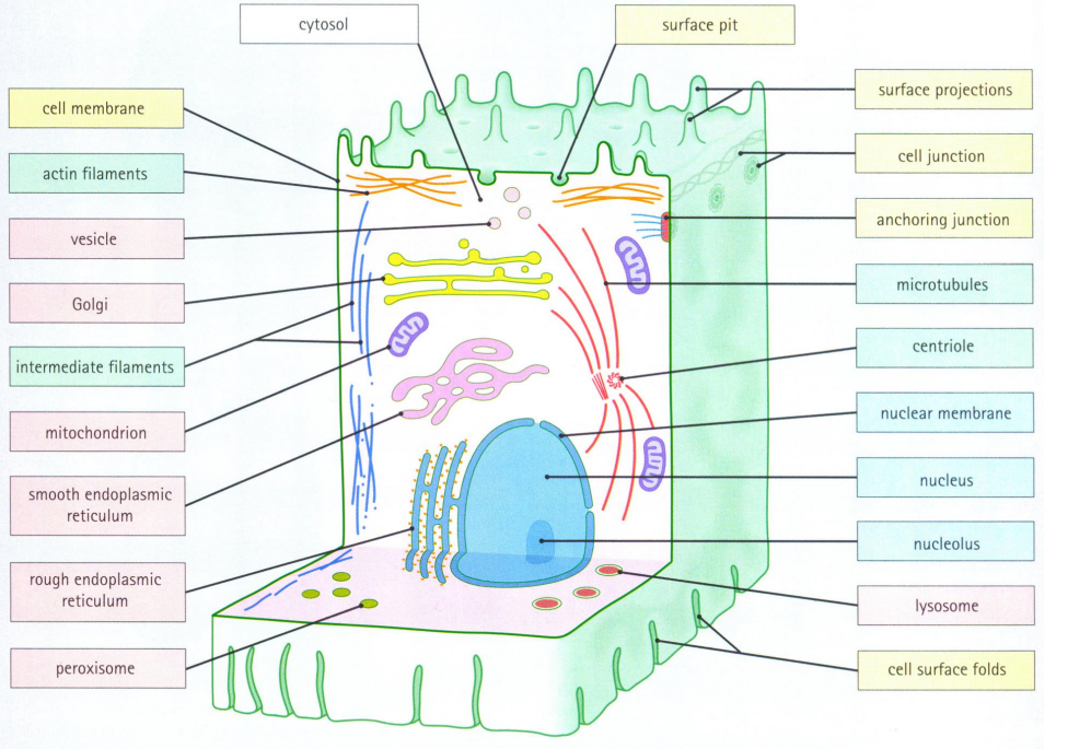 <ul><li><p>peroxisome</p></li><li><p>cell surface folds</p></li><li><p>centriole </p></li><li><p>anchoring junction</p></li><li><p>cell junction</p></li></ul><p></p>