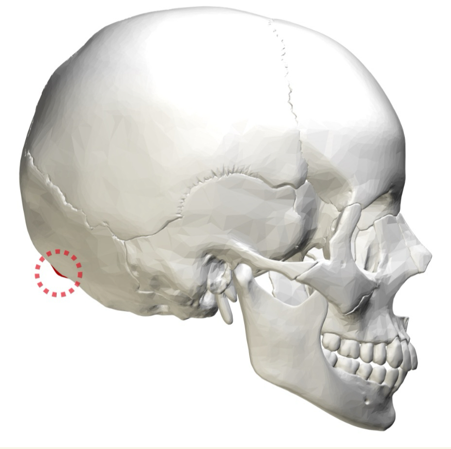 <p>occipital</p>