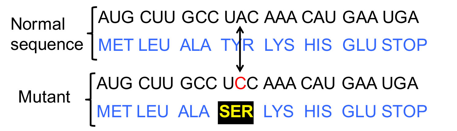 <p>What type of mutation does this represent?</p>