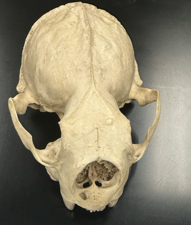 <p>Mustelidae 3</p>