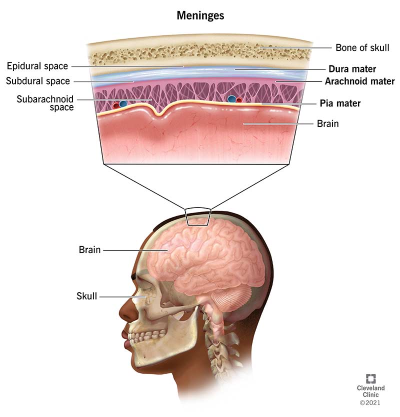 <p>Fat and venous plexus.</p>