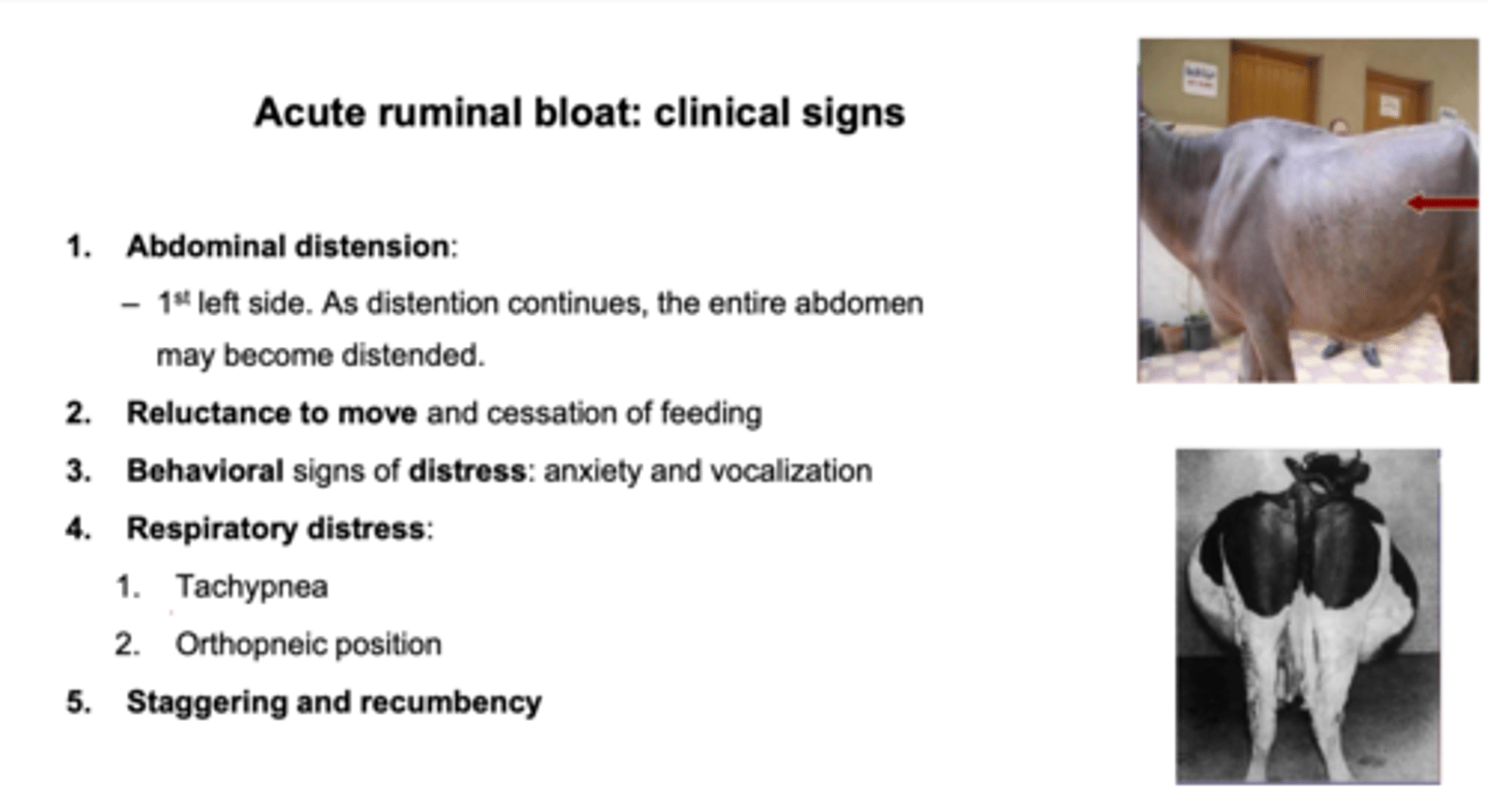 <p>ruminal bloat/ tympanism/ meterorism</p>