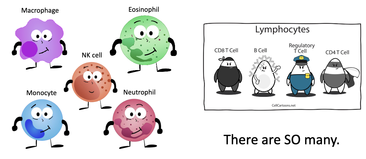 <ul><li><p>Macrophage</p></li><li><p>Monocyte</p></li><li><p>Neutrophil</p></li><li><p>Eosinophil</p></li><li><p>NK cel</p></li></ul><p></p>