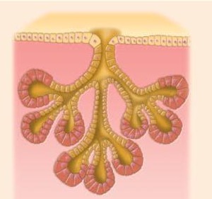 <p>What type of multicellular exocrine glands produce is this </p>