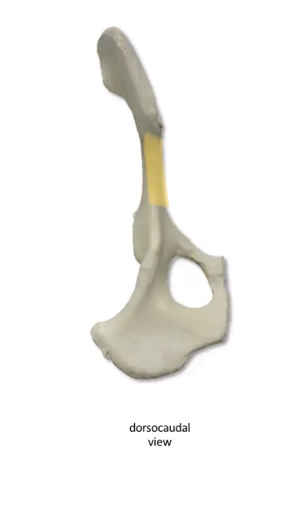 What is this bony prominence 