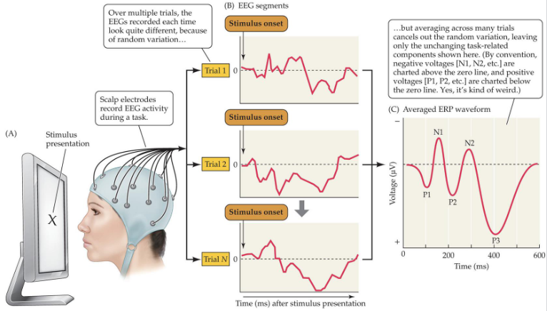 <p>Stimulus presentation —&gt; EEG segments —&gt; averaged ERP waveform</p>