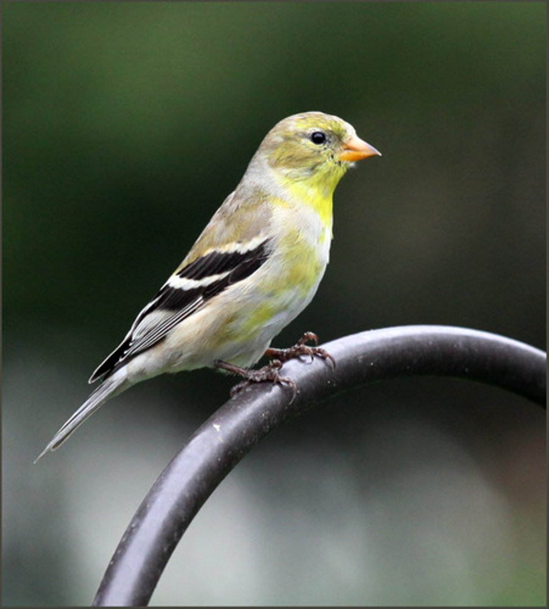<p>Passeriformes Fringillidae</p>