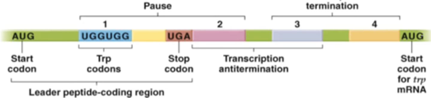 <p>trpL - codes for a "leader" peptide, whose sequence is used for attenuation</p>
