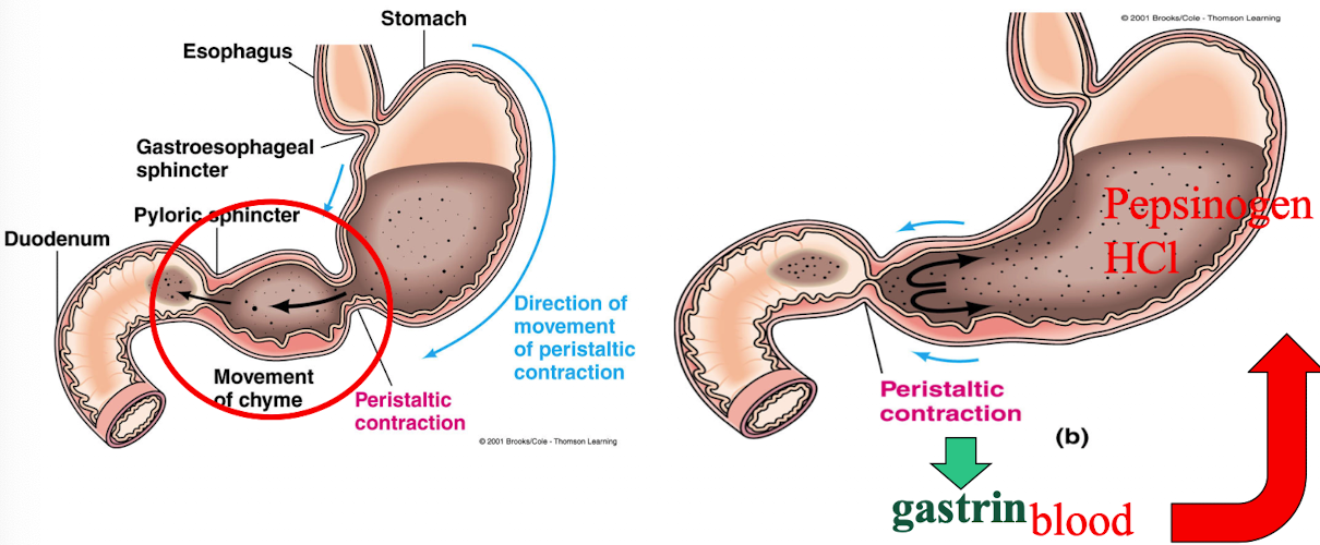 <ul><li><p>Strong antral peristaltic contractions</p></li><li><p>mix food with gastric secretions to produce chyme</p></li><li><p>propel chyme towards pyloric sphincter where small amount is pushed into the <u>duodenum</u></p></li><li><p>upon reaching the pyloric sphincter, cause the sphincter to close and the remaining chyme is tumbled back into the antrum</p></li><li><p>strength can vary depending on a number of factors</p></li></ul><p></p>