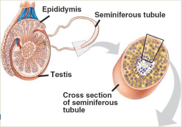 <p>Seminiferous tubules</p>