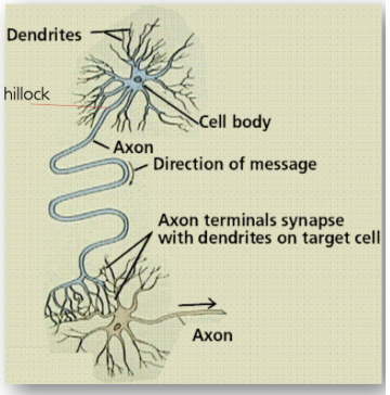 <ul><li><p>Cell Body </p><ul><li><p>Has dendrites (“receiving zone”)&nbsp;</p><ul><li><p>The cell membrane covering the cell body and dendrites is where<u> graded potentials</u> arise</p></li></ul></li><li><p>Axon&nbsp;</p><ul><li><p>Axon Hillock ('“trigger zone”)&nbsp;</p><ul><li><p>The axon hillock is where<u> action potentials</u> arise&nbsp;</p></li></ul></li><li><p>Axon&nbsp;</p></li><li><p>Terminals&nbsp;</p></li></ul></li></ul></li></ul><p></p>
