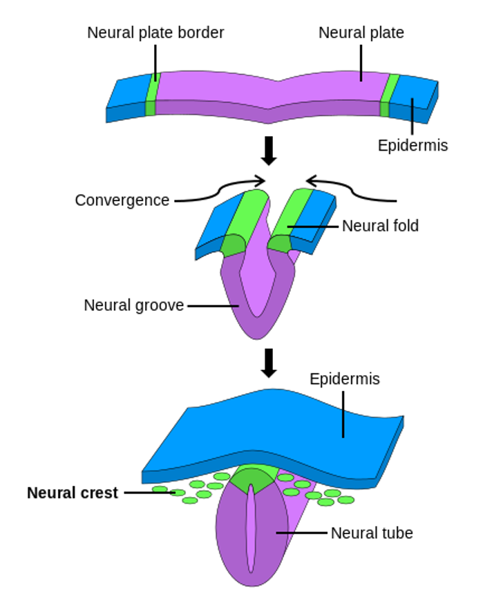 <p>neural plate → neural groove → neural tube </p><p></p>