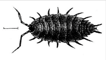 <p>10mm in length for mature adults. HEad, thorac, abdomen, 7 pairs of legs. Small tunnels (10-15mm long, 2-3mm diam), across grain and perpendicular to wood surface. Eat bacteria and phytoplankton, but wood digestion doubtful, although cellulases were found (don't know where they come from)</p>