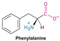 <p>A nonpolar amino acid with a benzyl side chain, contributing to the hydrophobic core of proteins.</p>