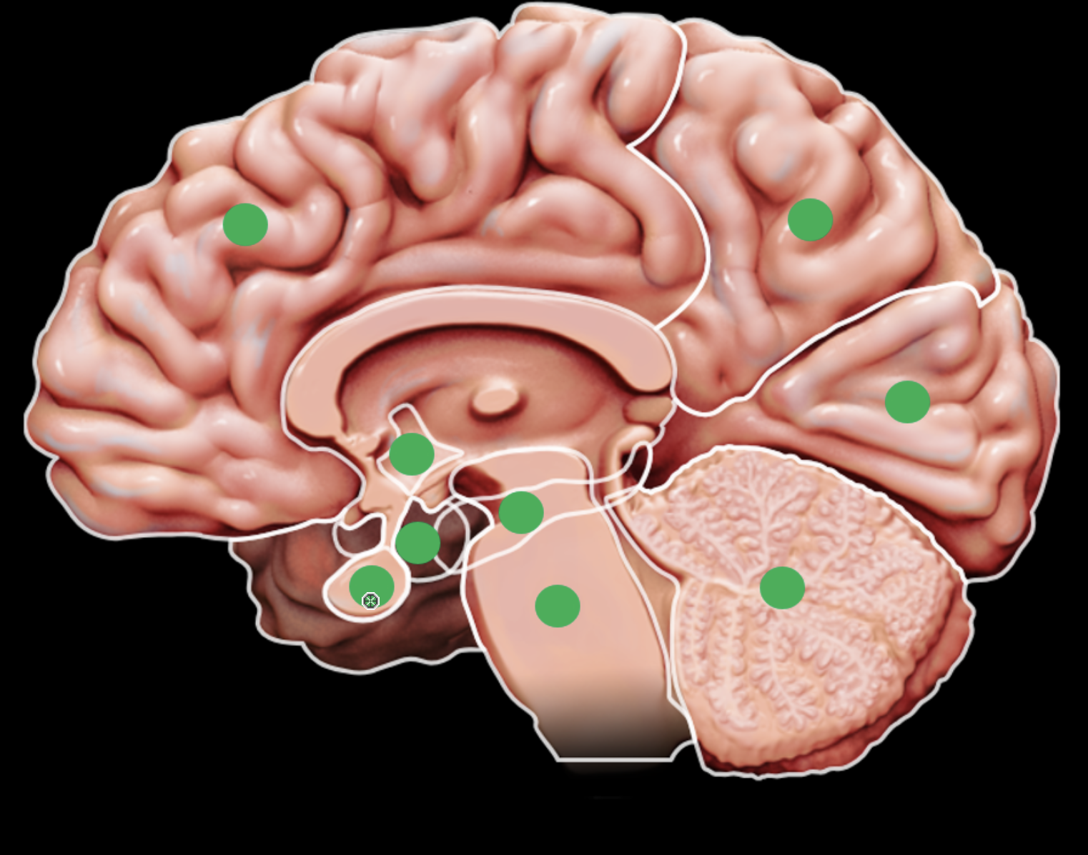 knowt flashcard image