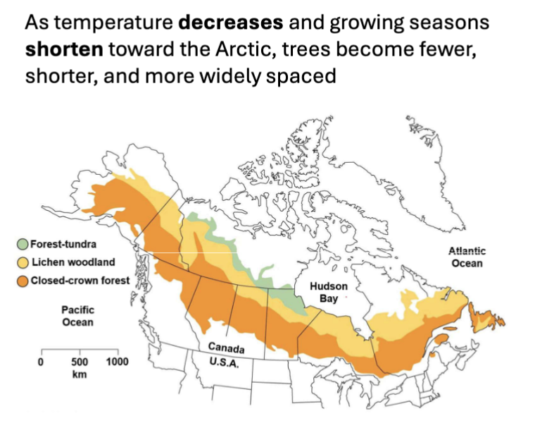 <p>dominated by evergreen conifers, needles prevent water loss, conical shape sheds snow; as temp decreases and growing seasons shorten toward Arctic, trees become fewer, shorter, and more widely spaced</p>