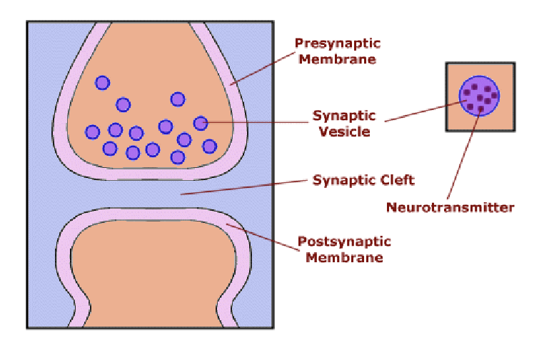 <p>axon terminals contains many synaptic vesicles, each containing a quantum (~3000-5000 molecules) of neurotransmitte</p>