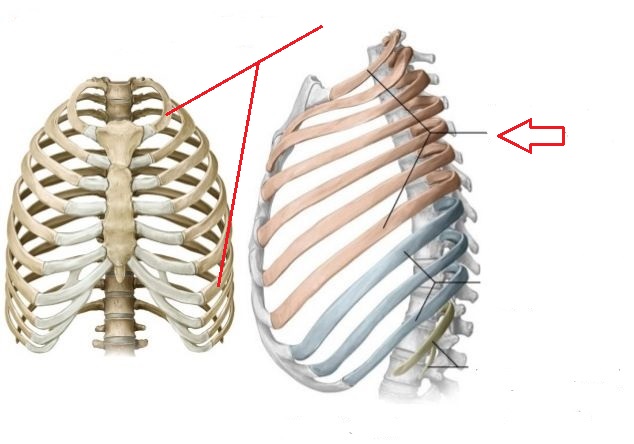 1-7; attach directly to sternum

